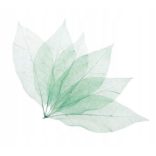 Brait Légfrissítő folyadék 50ml Falevelek - Green Diamond